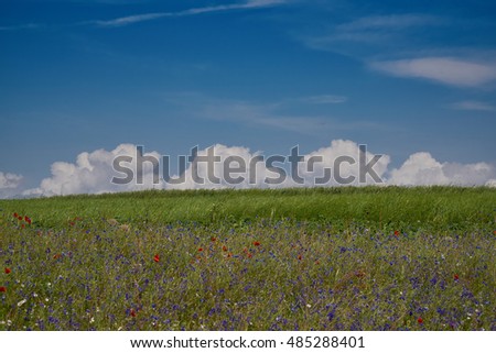 Good crop field on a background of blue sky with clouds.                               