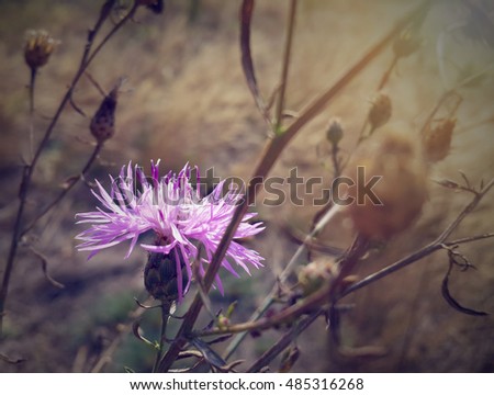 Beautiful pink burdock flower