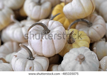 A large group of carnival squash pumpkin 