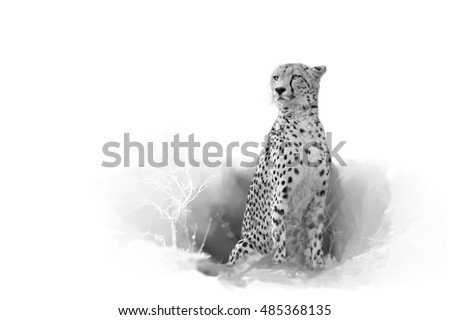 Cheetah, Acinonyx jubatus, isolated on white background with touch of envrinoment, artistic black and white photo. Leopard Mountains, Hluhluwe, KwaZulu-Natal, South Africa. 