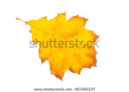 autumn leaves, photographed in the studio on a white background