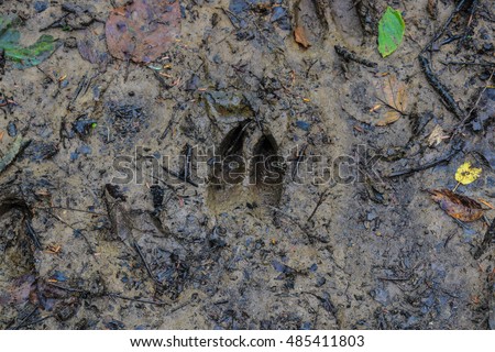 Whitetail Deer Track in the Mud.