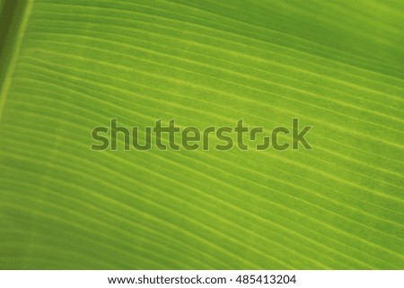 banana leaf. selective focus use for background and place the text over.