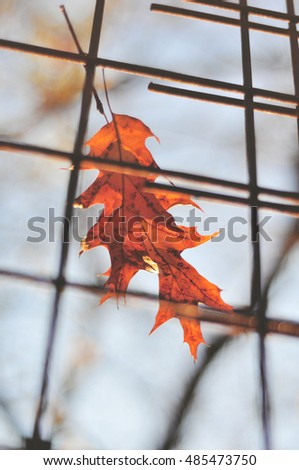 Autumn leaf through a fence