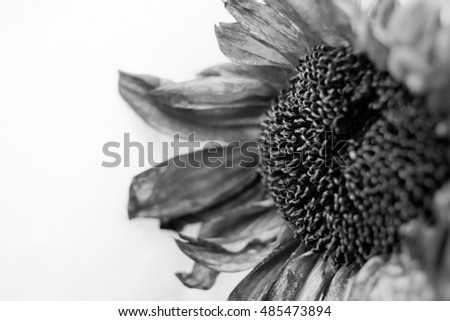 Withered sunflower on white background