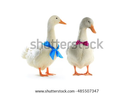 Duck with a blue ribbonon a white background