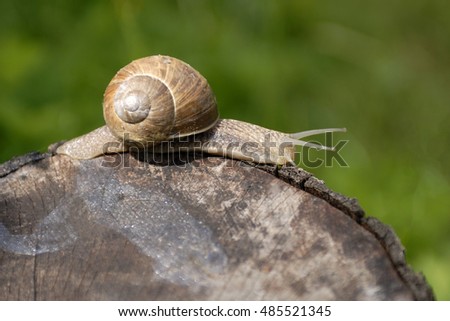 A common garden snail climbing on a stump Royalty-Free Stock Photo #485521345