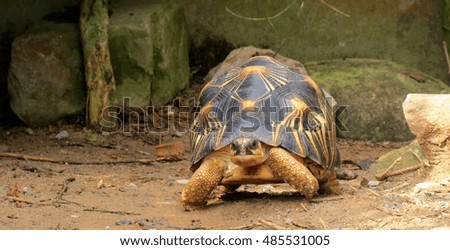 Portrait of radiated tortoise,The radiated tortoise ,Slow life ,Cute animal pictures make you smile                                        