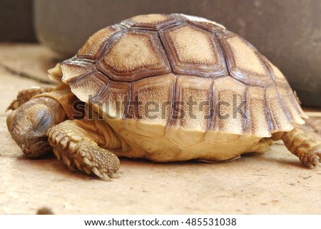 Close up Baby Africa spurred tortoise sleeping or resting, Slow life ,Funny Cute Baby Animal ,cute animal pictures make you smile                                   