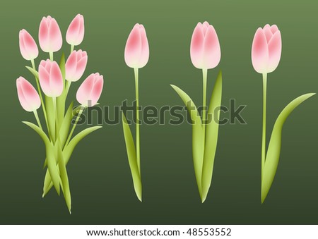 Tulips. Design element. Vector illustration.