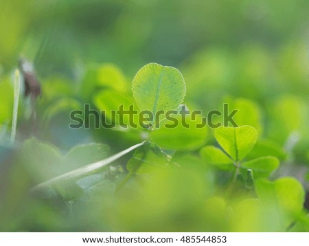 clover leaves
