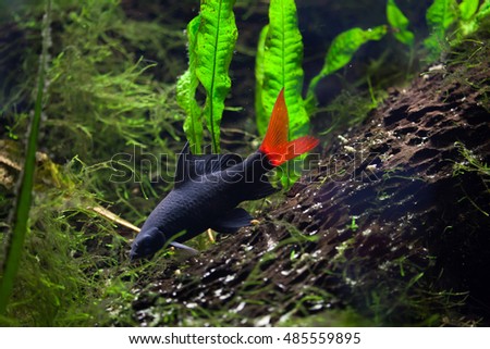 Red-tailed black shark (Epalzeorhynchos bicolor), also known as the redtail sharkminnow. Wildlife animal.  Royalty-Free Stock Photo #485559895