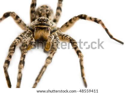 Macro picture of spider isolated on white