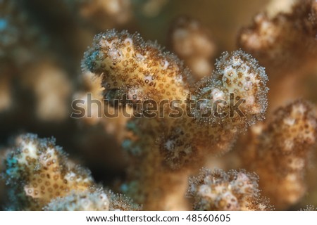 Soft coral against blurred background