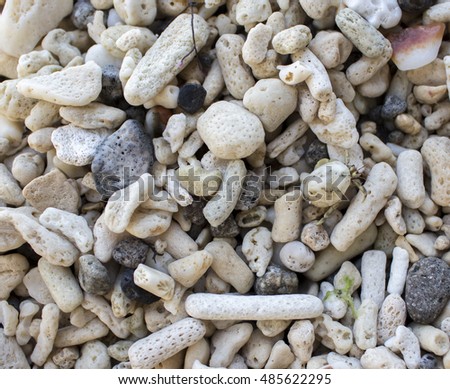 White corals on a wild tropical beach. Dead coral closeup photo. Macro image of seaside flora after typhoon. Ecological disaster illustration. Beautiful natural objects. Coral reef destroyed by storm