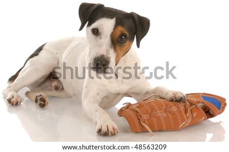 jack russell terrier laying down with baseball glove with reflection on white background