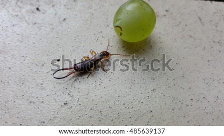 An earwig and a grape