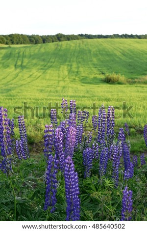 Flowering blue lupines in a wheat field