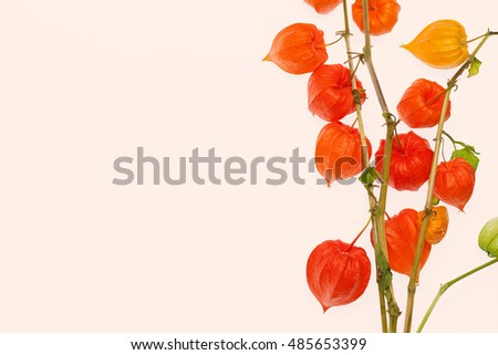autumn view of flowering Physalis