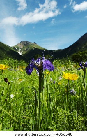 Mountains flower on Kamchatka