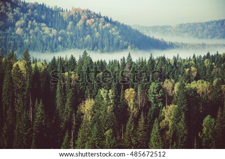 thick fog covered with thick coniferous forest.