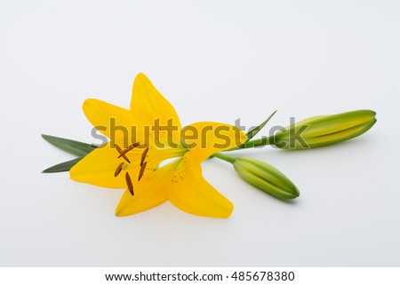 Lilly flower with buds on a white background.