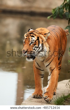 tiger walking around water