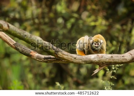 two Common squirrel monkeys clinging to each other and heated