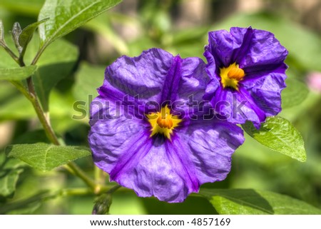 Solanum Rantonettii flowers hdr picture