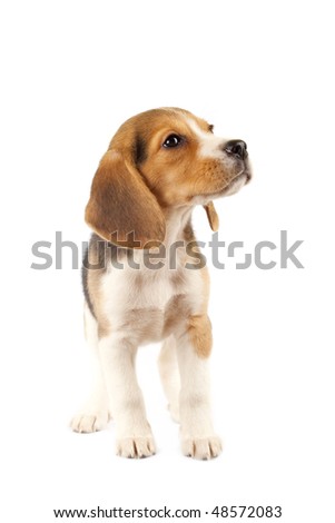 small Beagle puppy in front of white background