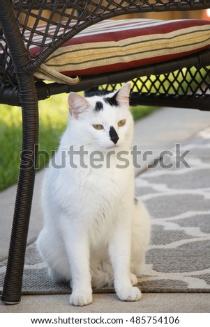 Black and White Stray Feral Domestic Short Hair Outdoor Cat Sitting Underneath Wicker Chair on Patio Rug, Narrow Depth of Field, Natural Light