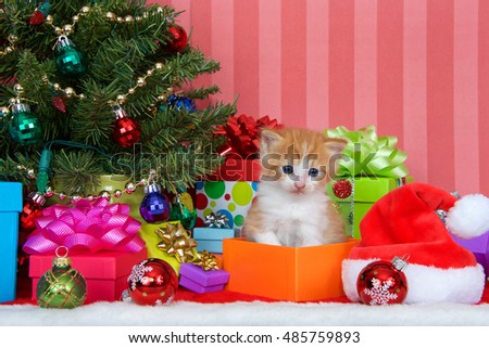 Orange and white ginger kitten sitting in a present box next to a christmas tree with presents and ornaments on a red and white fur carpet, red striped background with copy space