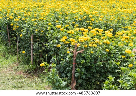 Many yellow marigolds bloom in the beautiful garden, which are both growing seedlings.