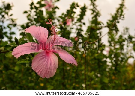 Hibiscus rosa-sinensis / Pink  Hibiscus Blooming beautifully
