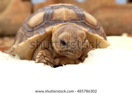 Close up Baby Africa spurred tortoise eating the vegetable ,Slow life ,Funny Cute Baby Animal ,cute animal pictures make you smile                               