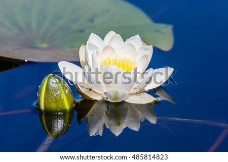 White water lily in the Romanian Danube Delta