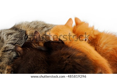 small red and black kittens suckling milk