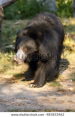 The sloth bear (Melursus ursinus), also known as the labiated bear