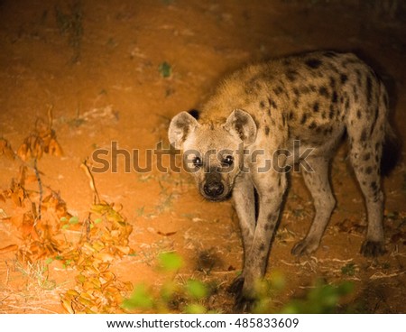 Hyena 2 