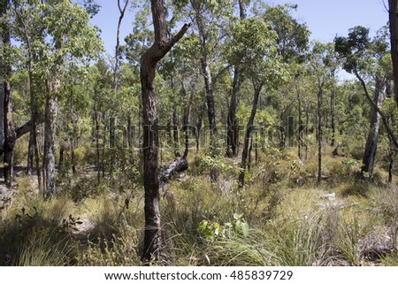 Scenic view  of the forest with walk paths in  Crooked Brook National Park South Western Australia on a cloudy morning  in early spring  with rare wild flowers soon to start blooming.