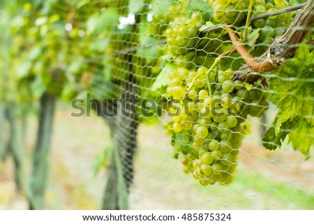 bird protection net on wine grapes at winery before harvest
