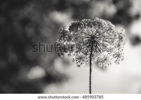 Flower umbrella. Selective focus. Black and white.