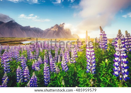 Great  view of  lupine flowers glowing by sunlight. Majestic and gorgeous scene. Location famous place Stokksnes cape, Vestrahorn (Batman Mountain), Iceland, Europe. Artistic picture. Beauty world.