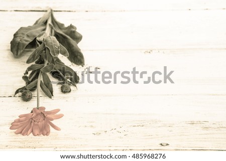 Cut flower on wooden background, floral card with text space