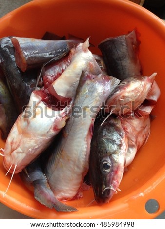 Prepared raw catfish, Striped catfish ready for cooking