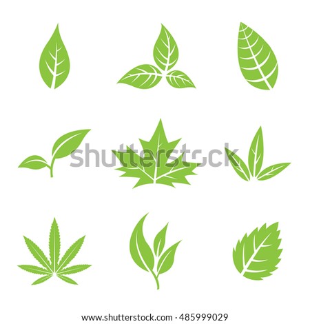 Vector Illustration of Green Leaves isolated on white