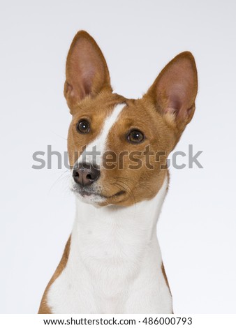 Basenji puppy portrait. The Basenji is a breed of hunting dog that does not bark. Image taken in a studio.