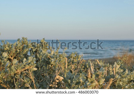 Beach with Sea and Grass on a sunny day in Cyprus
