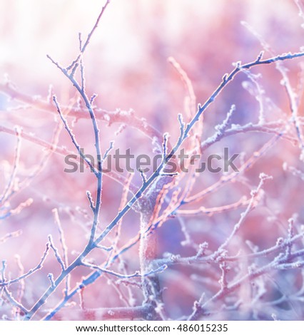 Winter Background with a tree branch
