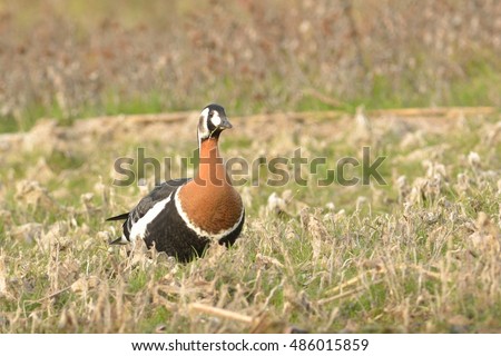 Red breasted Goose